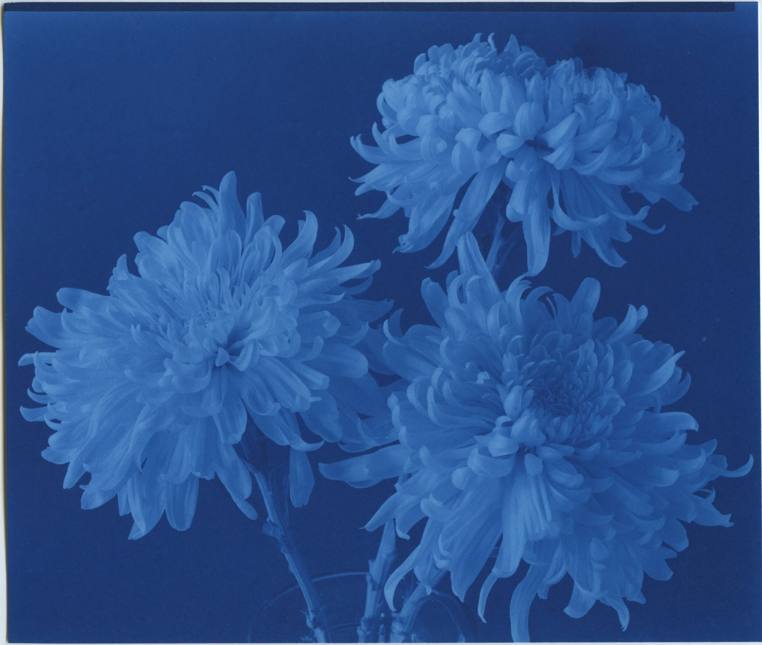 FLowerNewCyan002.jpg