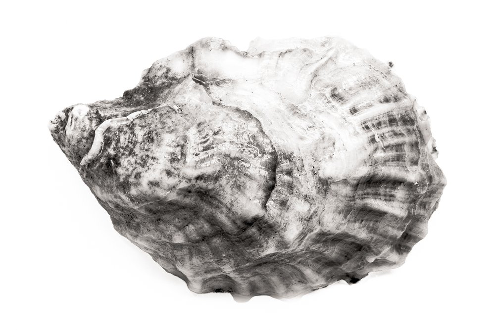 Oyster #4
