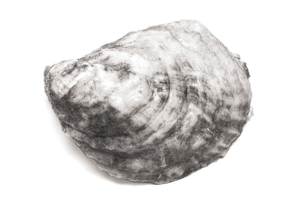 Oyster #6