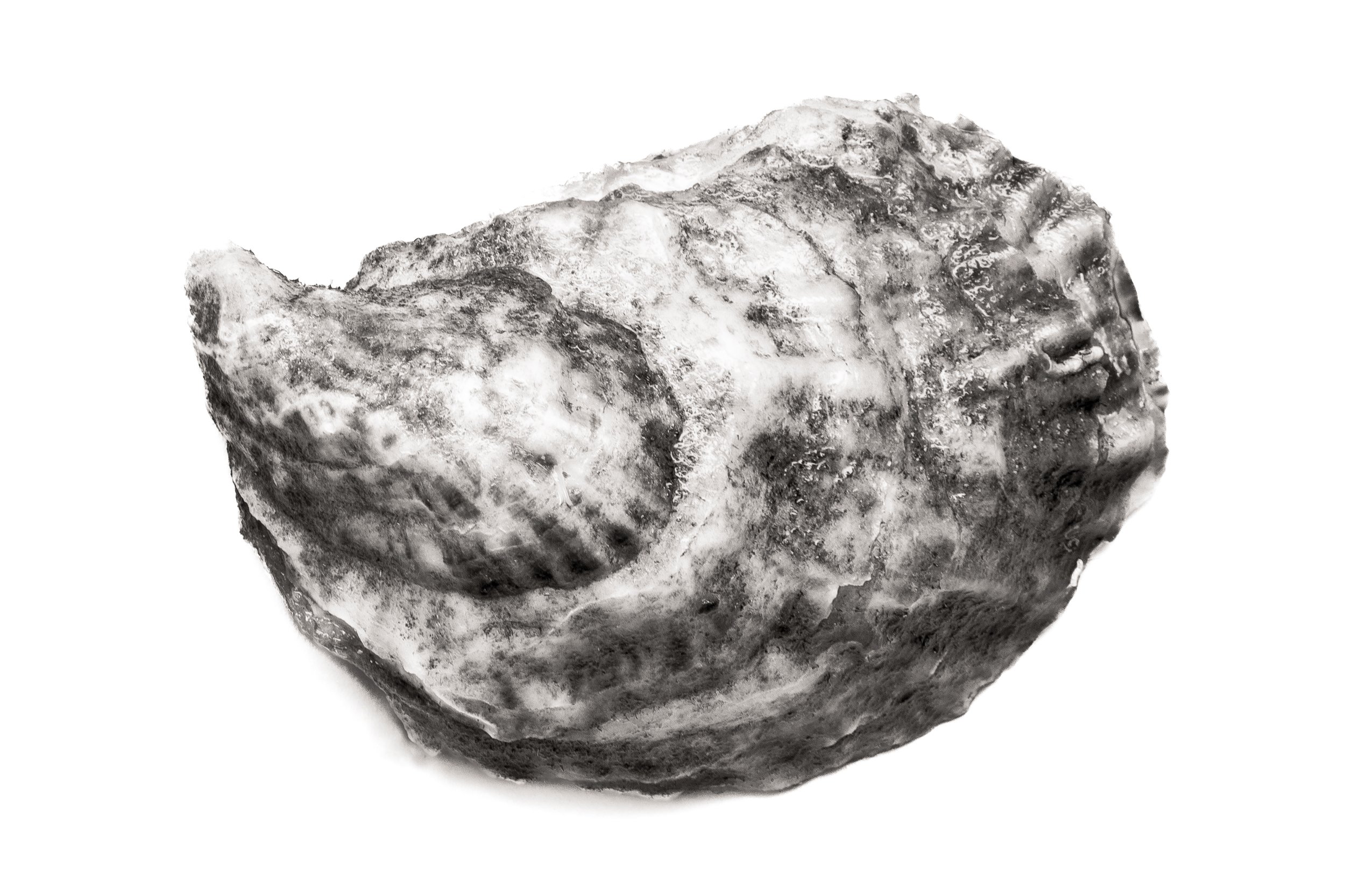 Oyster #9
