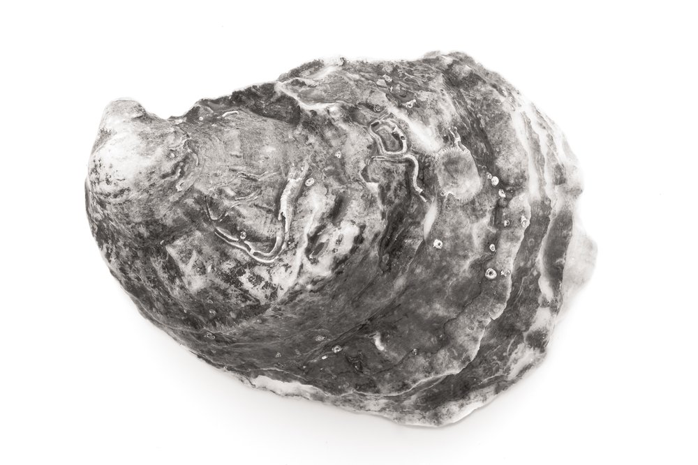 Oyster #16