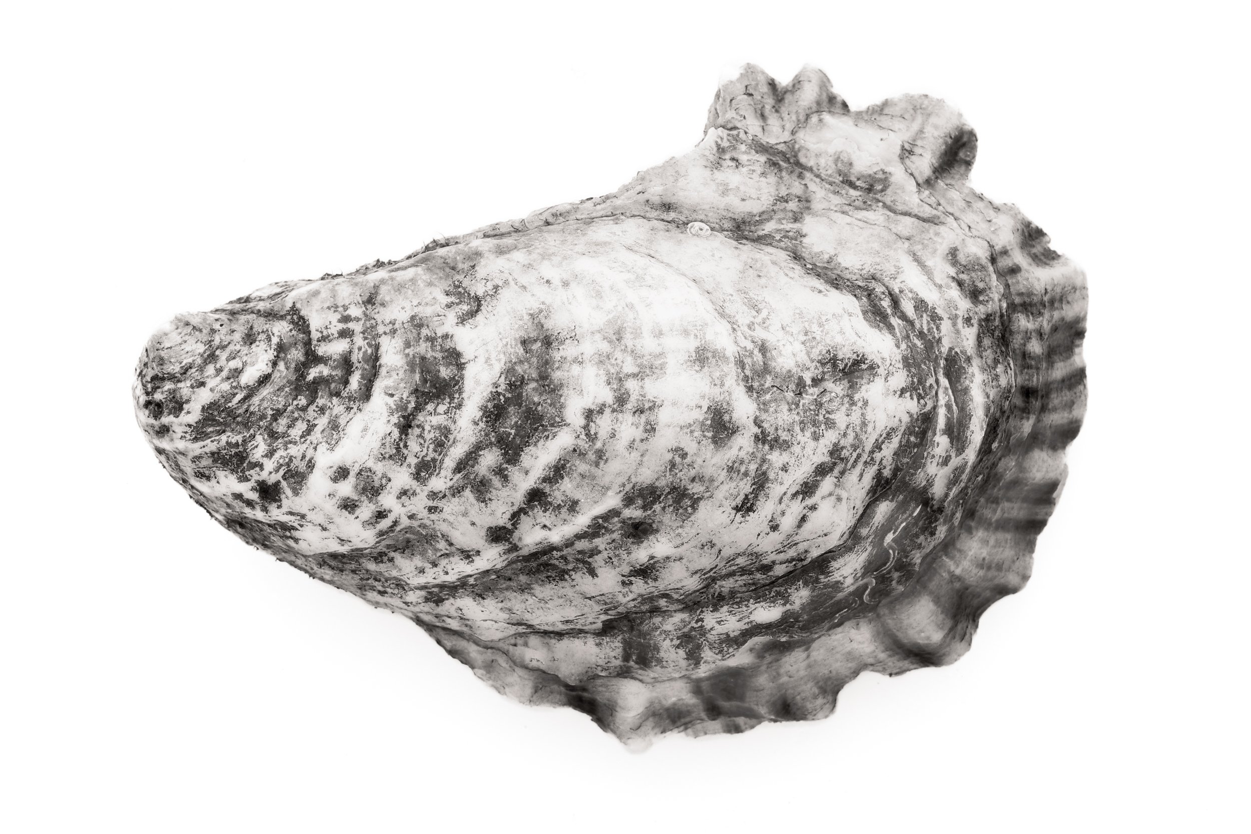 Oyster #17
