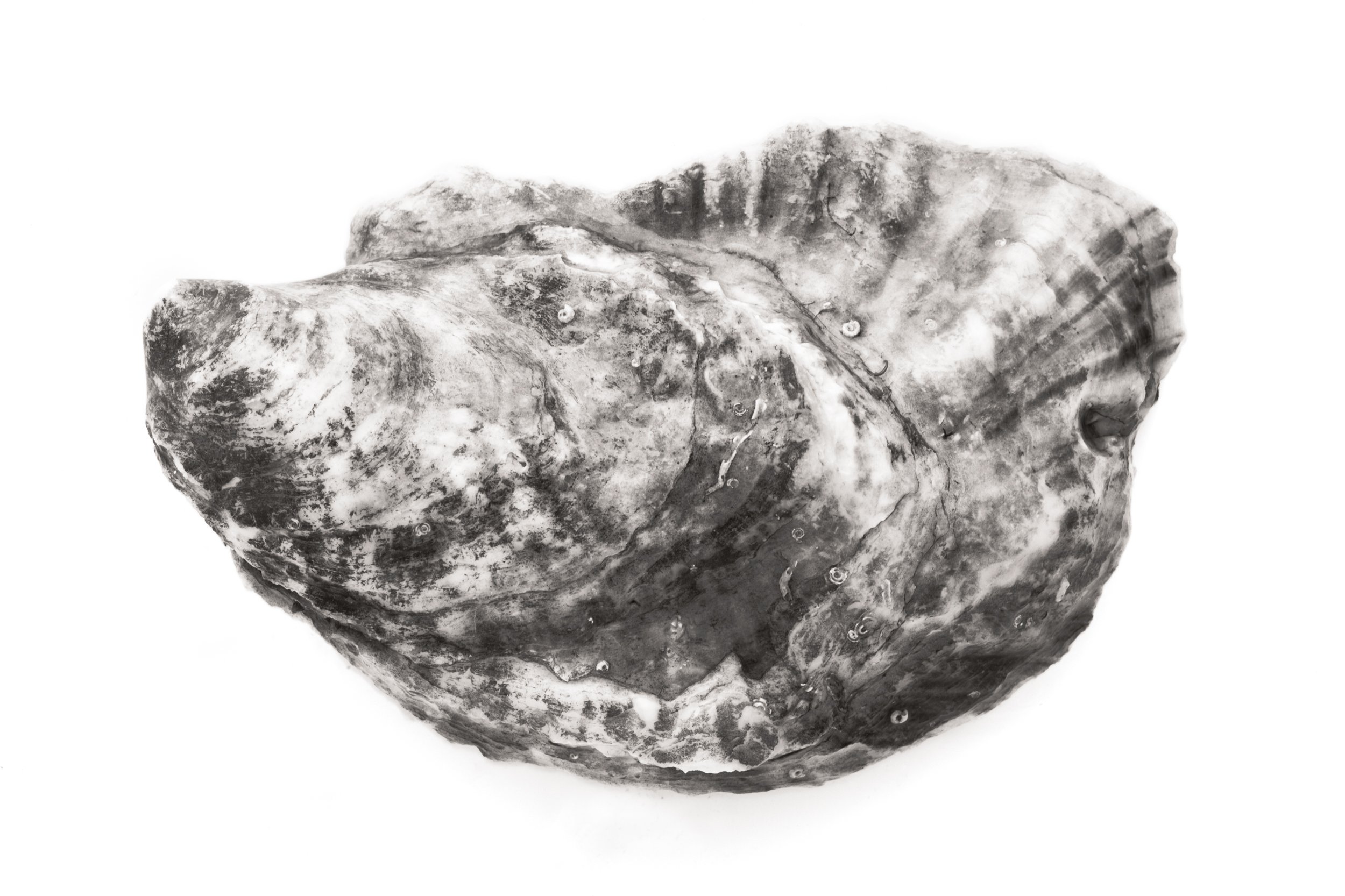 Oyster #18