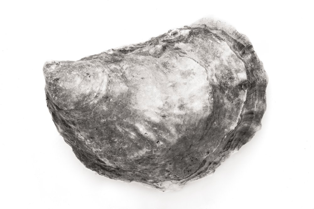 Oyster #19