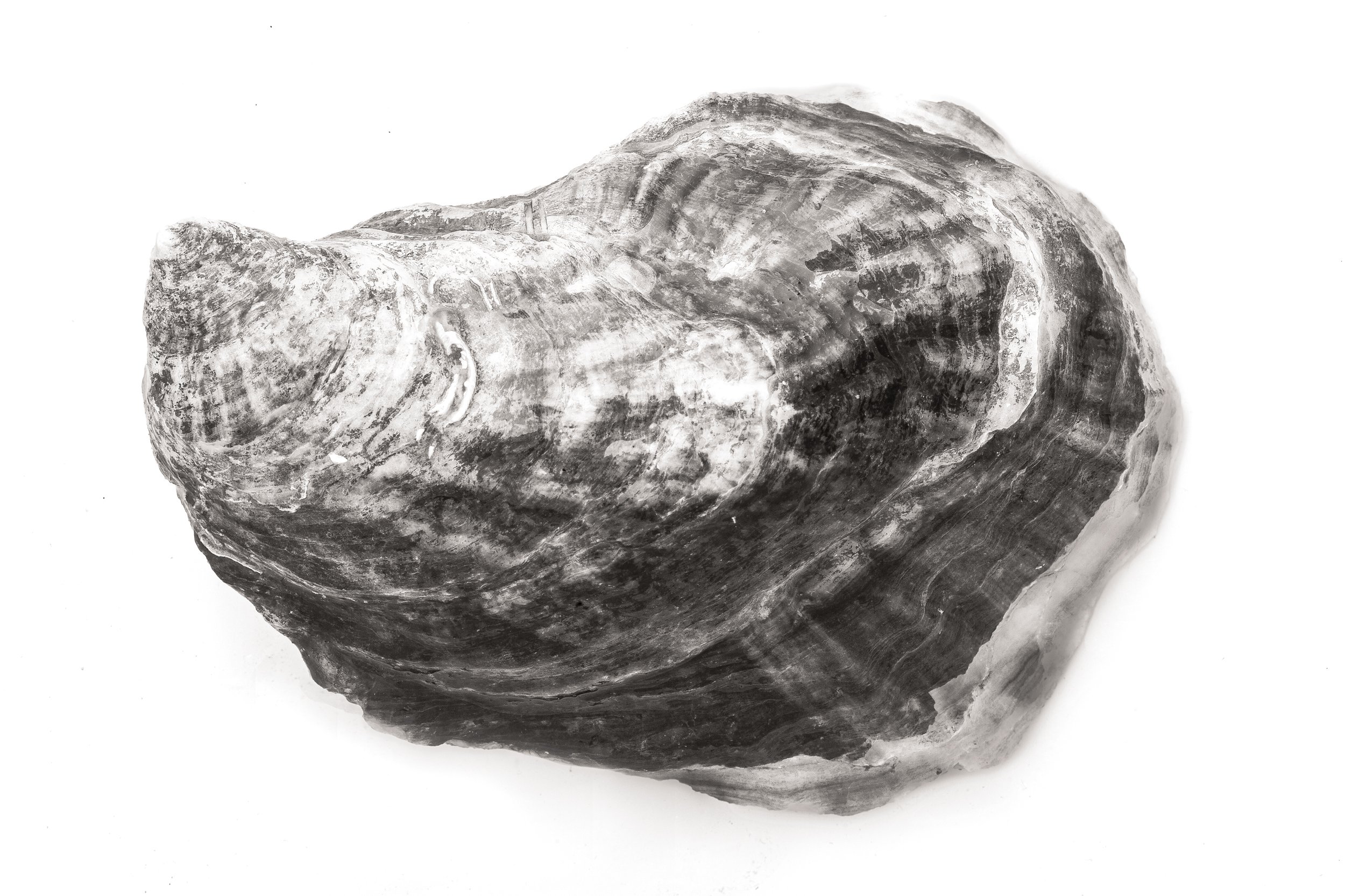 Oyster #20