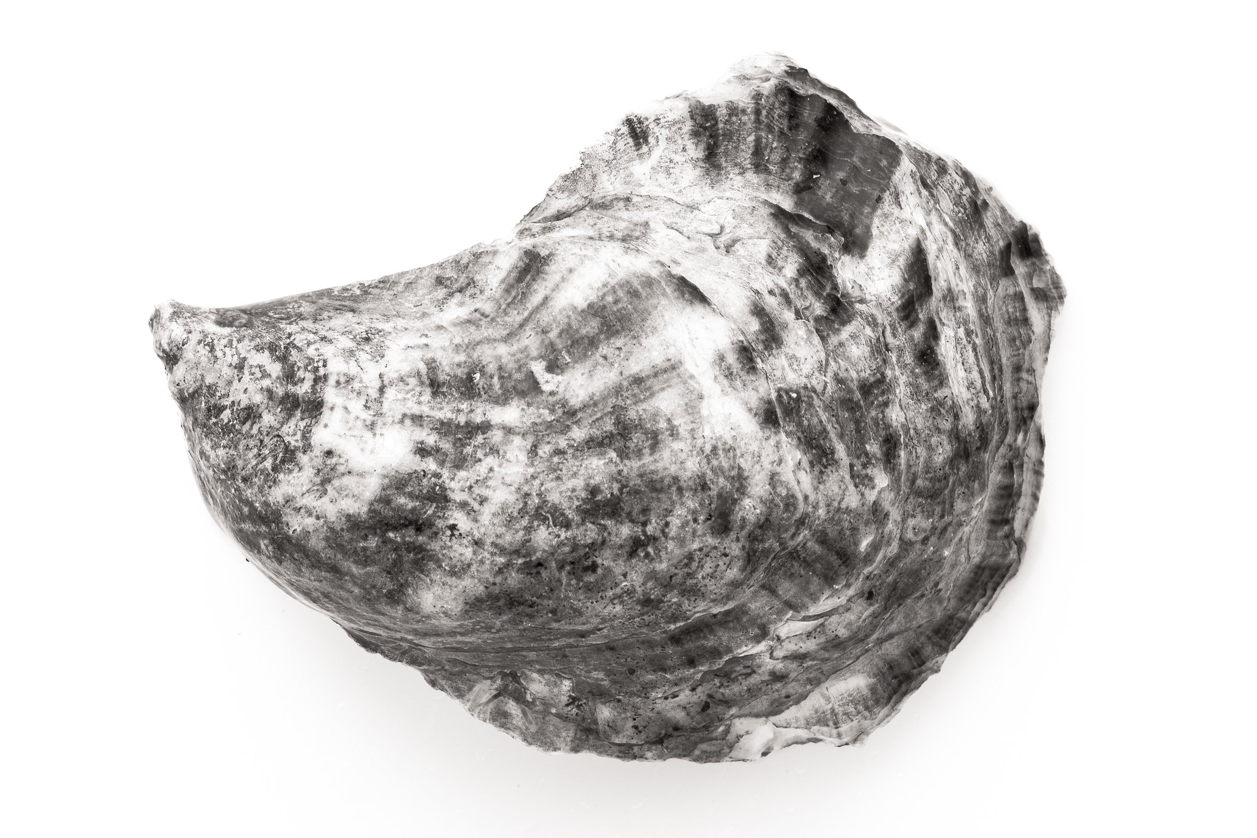 Oyster #21