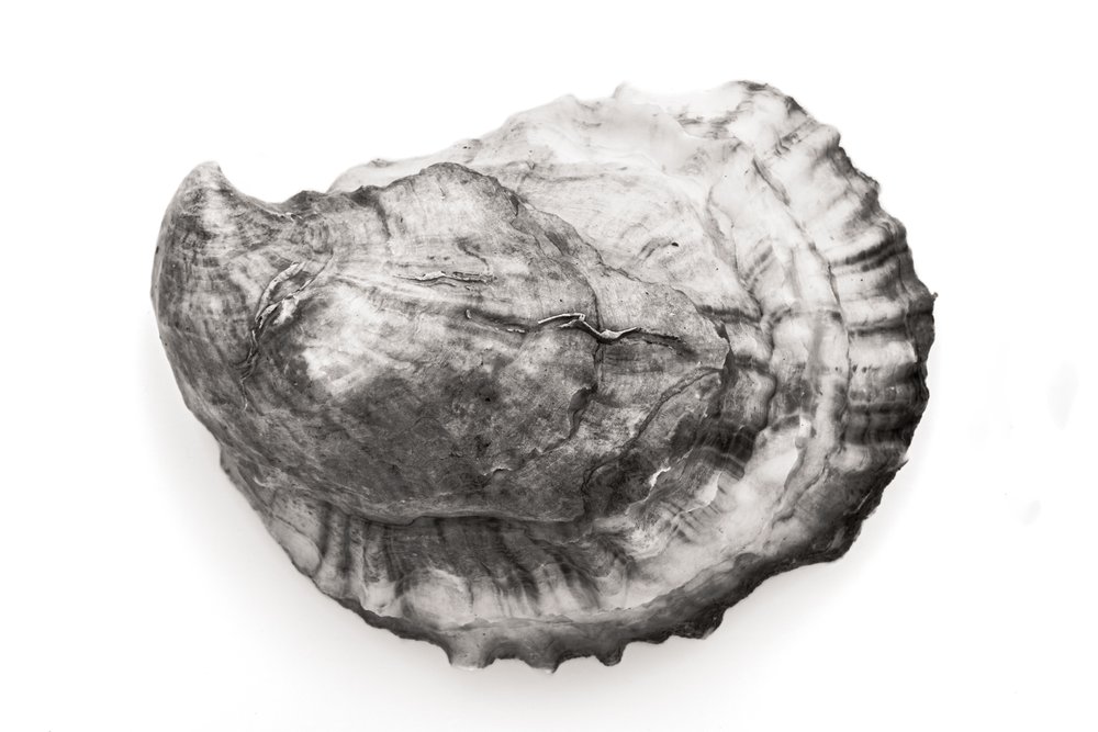 Oyster #25
