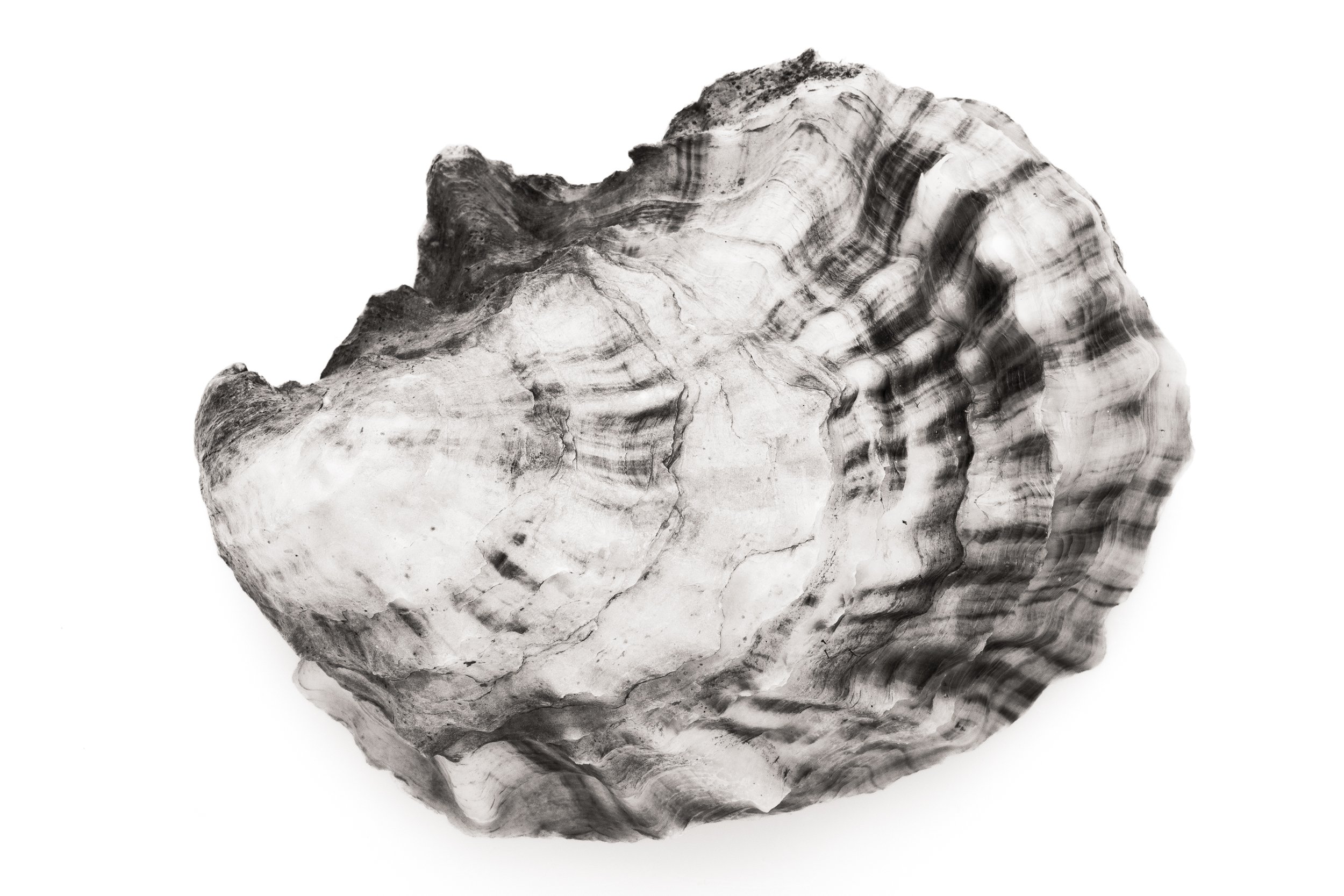 Oyster #27
