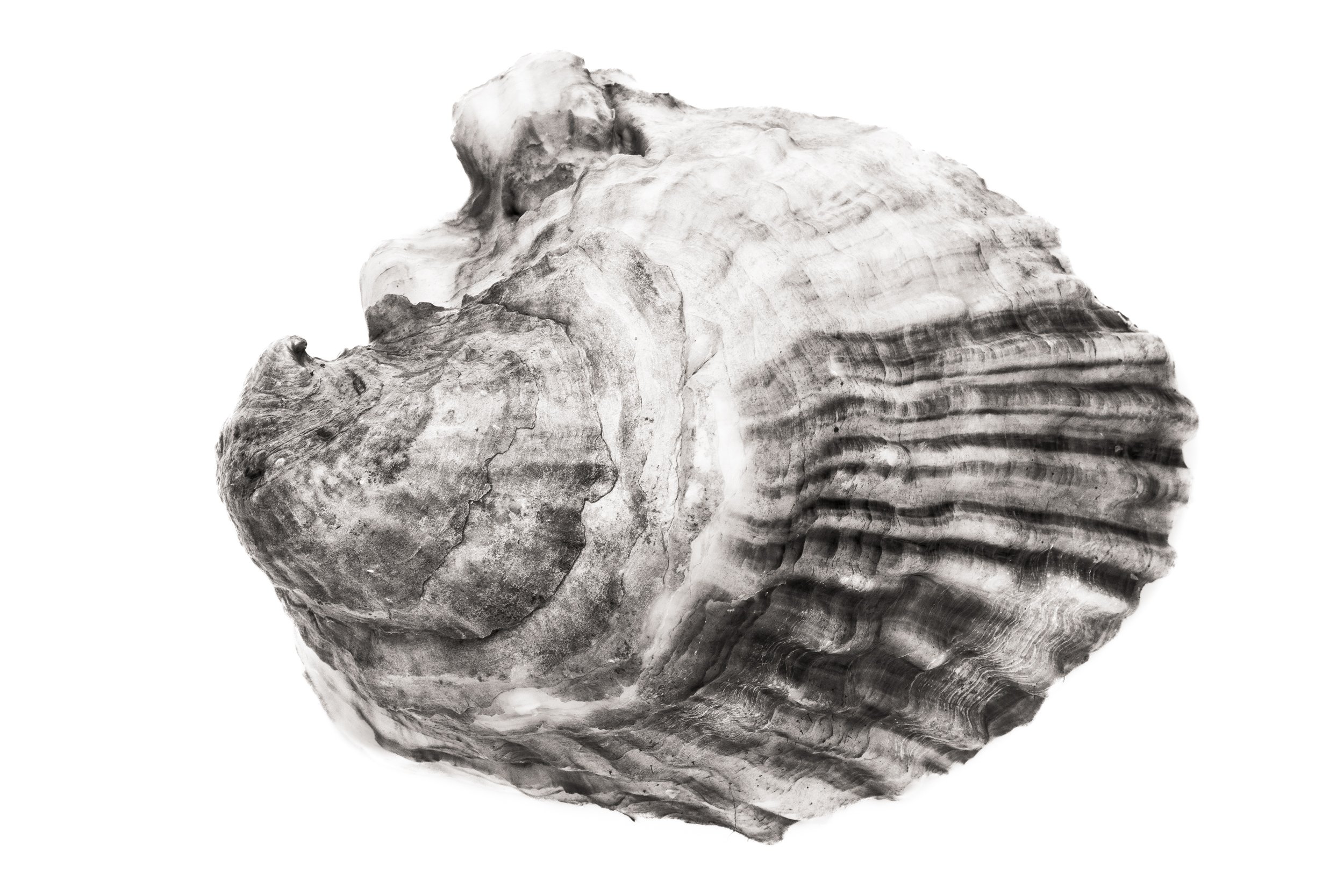 Oyster #28