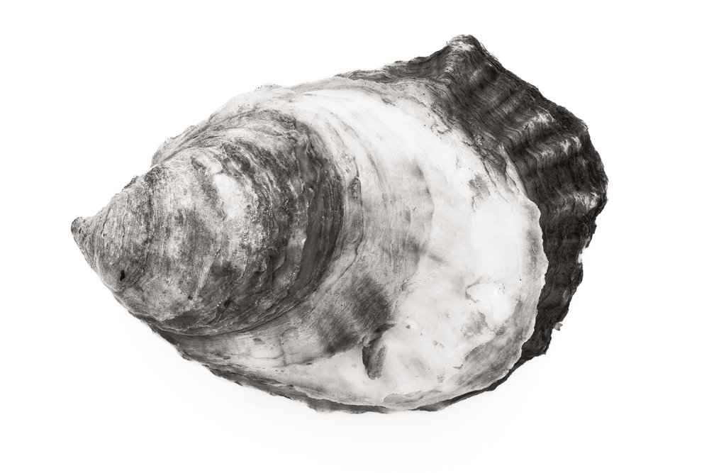 Oyster #30
