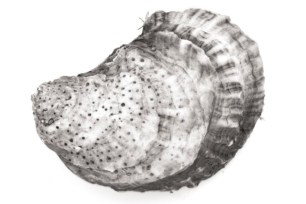 Oyster #33