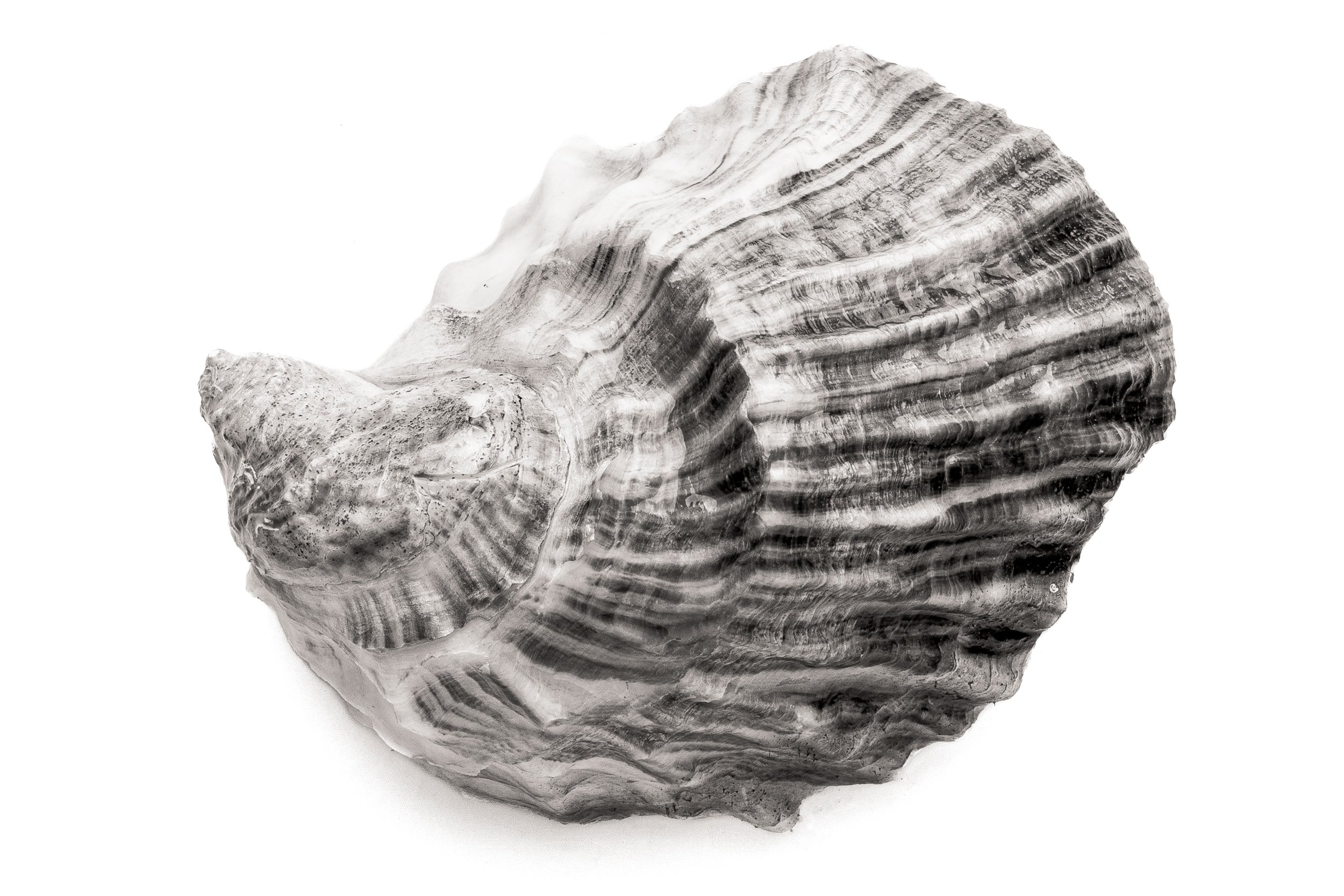 Oyster #38