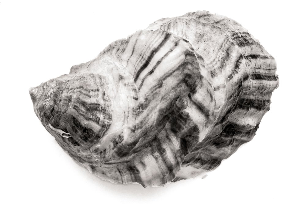 Oyster #39