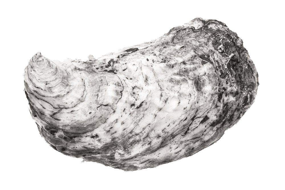 Oyster #26