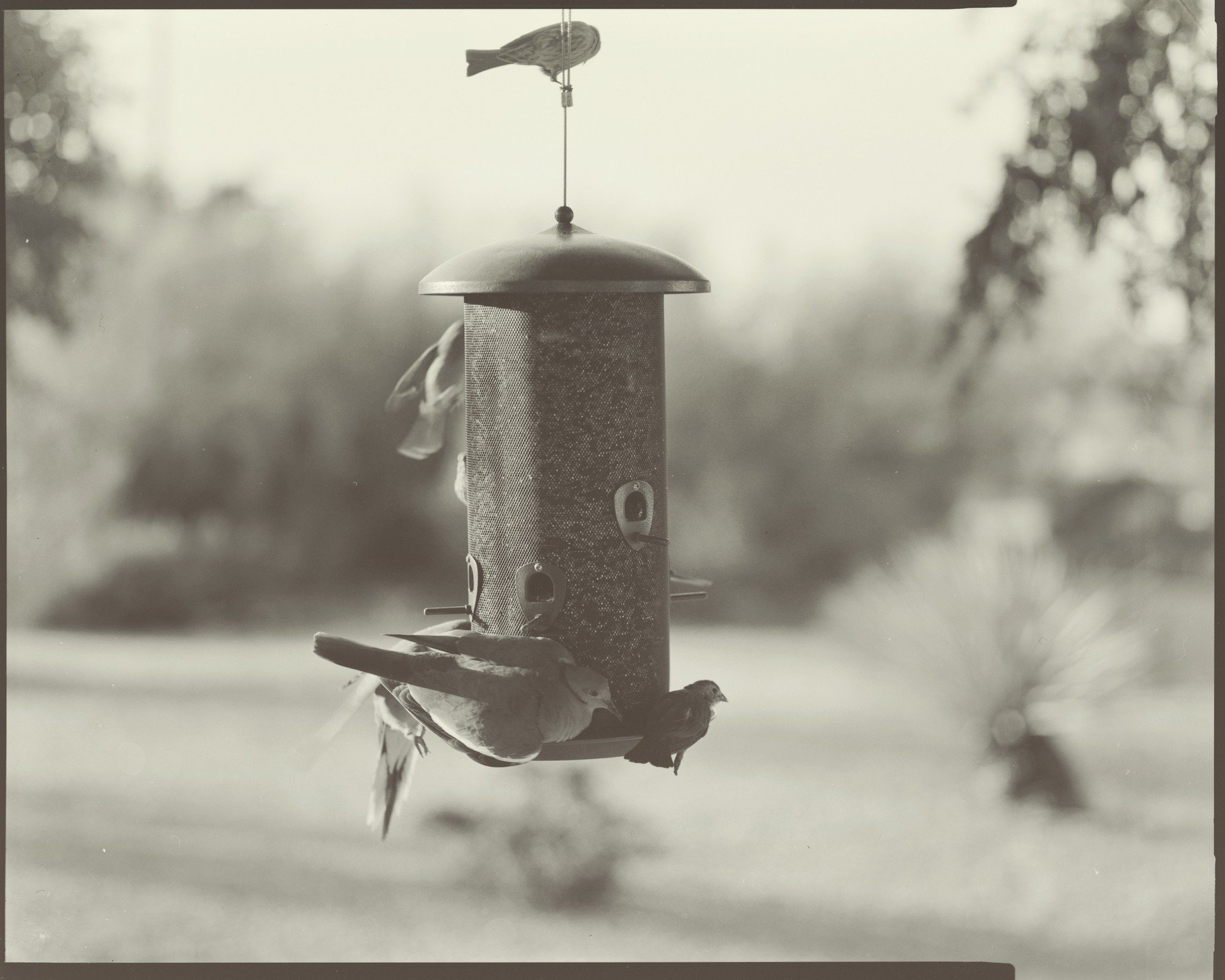 Photo from the Arizona Birdfeeder. I think the project is moving into the video realm instead of still photos. In any case, I wrote about it on my blog.