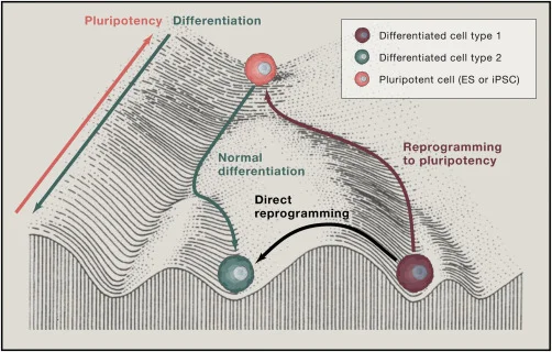 Figure 3. Reprogramming permits the conversion of one cell type to another. From Srivastava & DeWitt, 2016 .