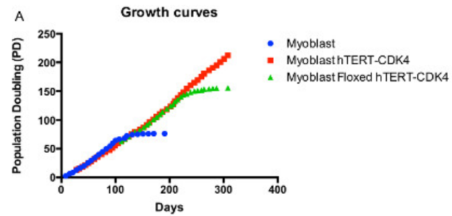 Figure 7. A reversible myoblast immortalization strategy using overexpression of telomerase and CDK4, a cell cycle gene. Immortalization allows normal cell lines to overcome the Hayflick Limit and continue propagation. Immortalization can be reversed using the Cre-Lox system, shown in green. From Robin et al, 2015 .