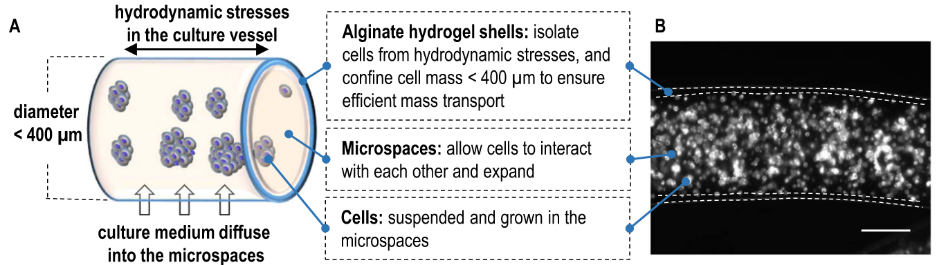 Figure 8. Microscale tubes provide many potential benefits for growth of cells in high densities within 3D microenvironments. From Li et al., 2018 .