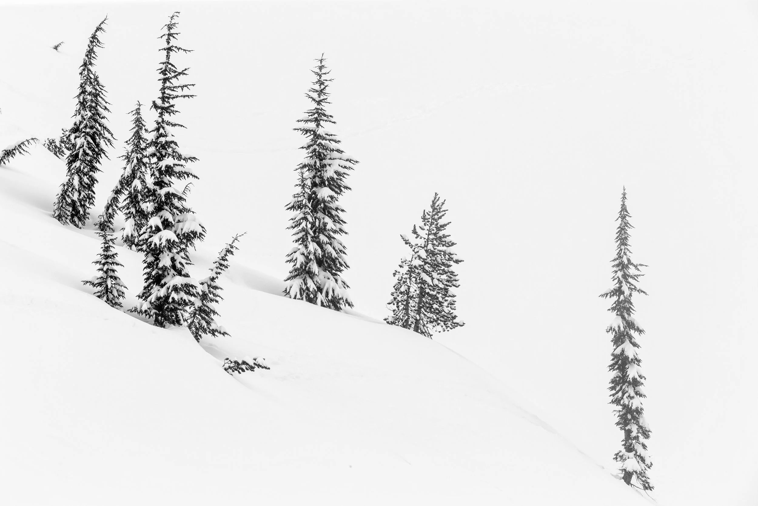 Into the Black and White Forest 