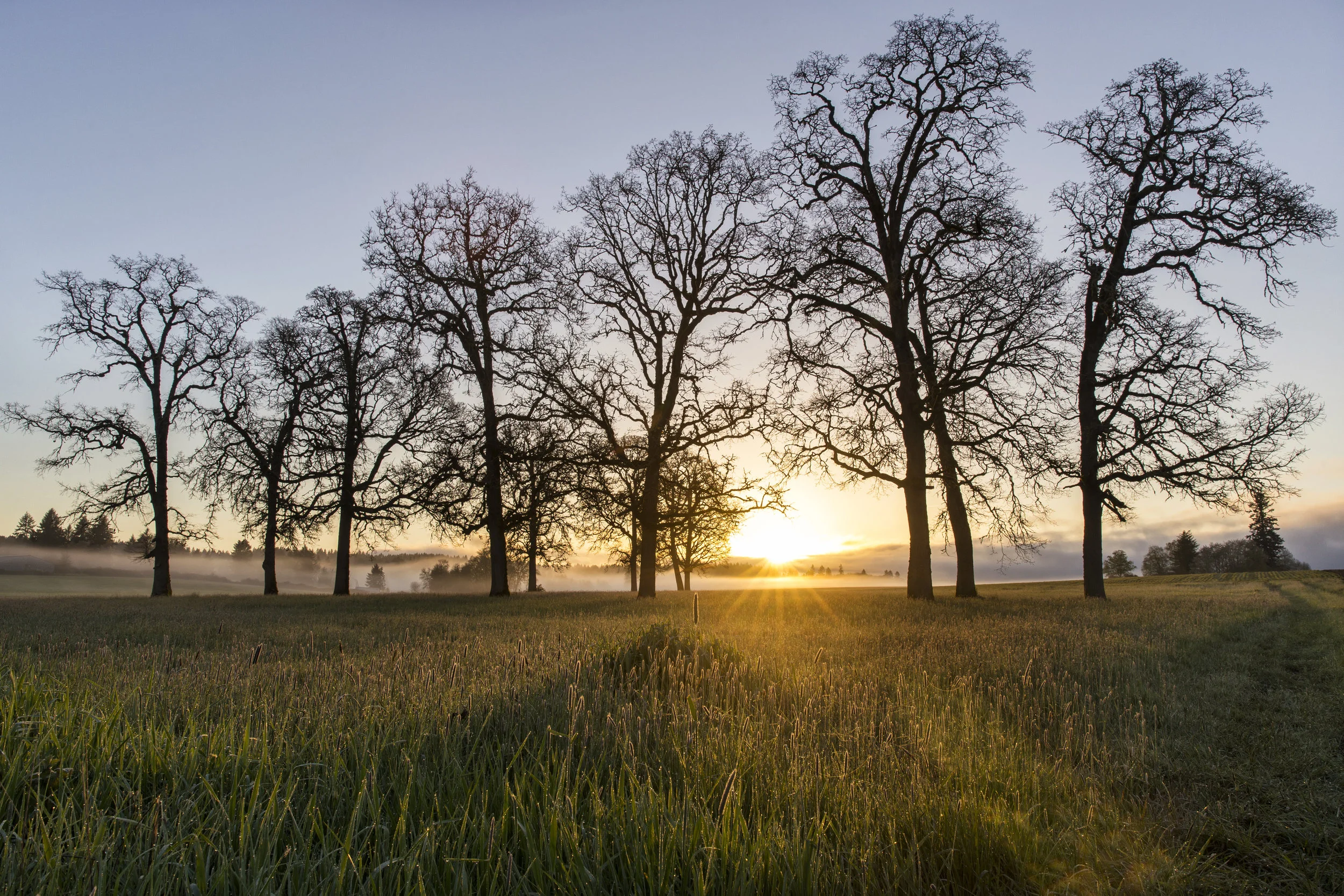 Foggy Sunrise in the Field