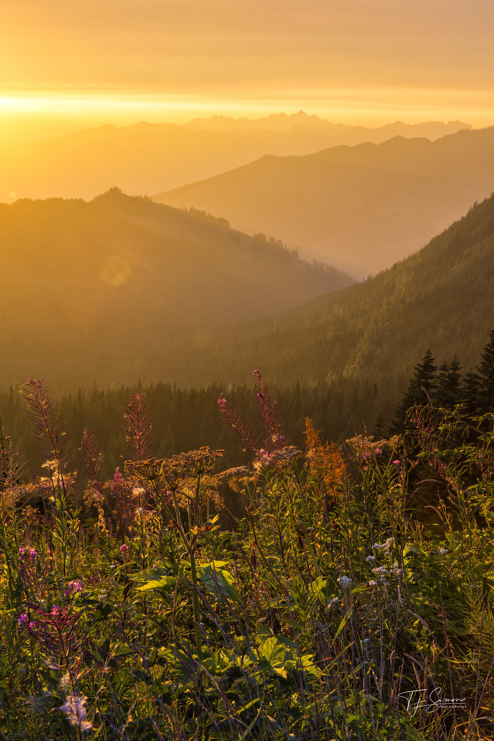 Wildfire and wildflowers 