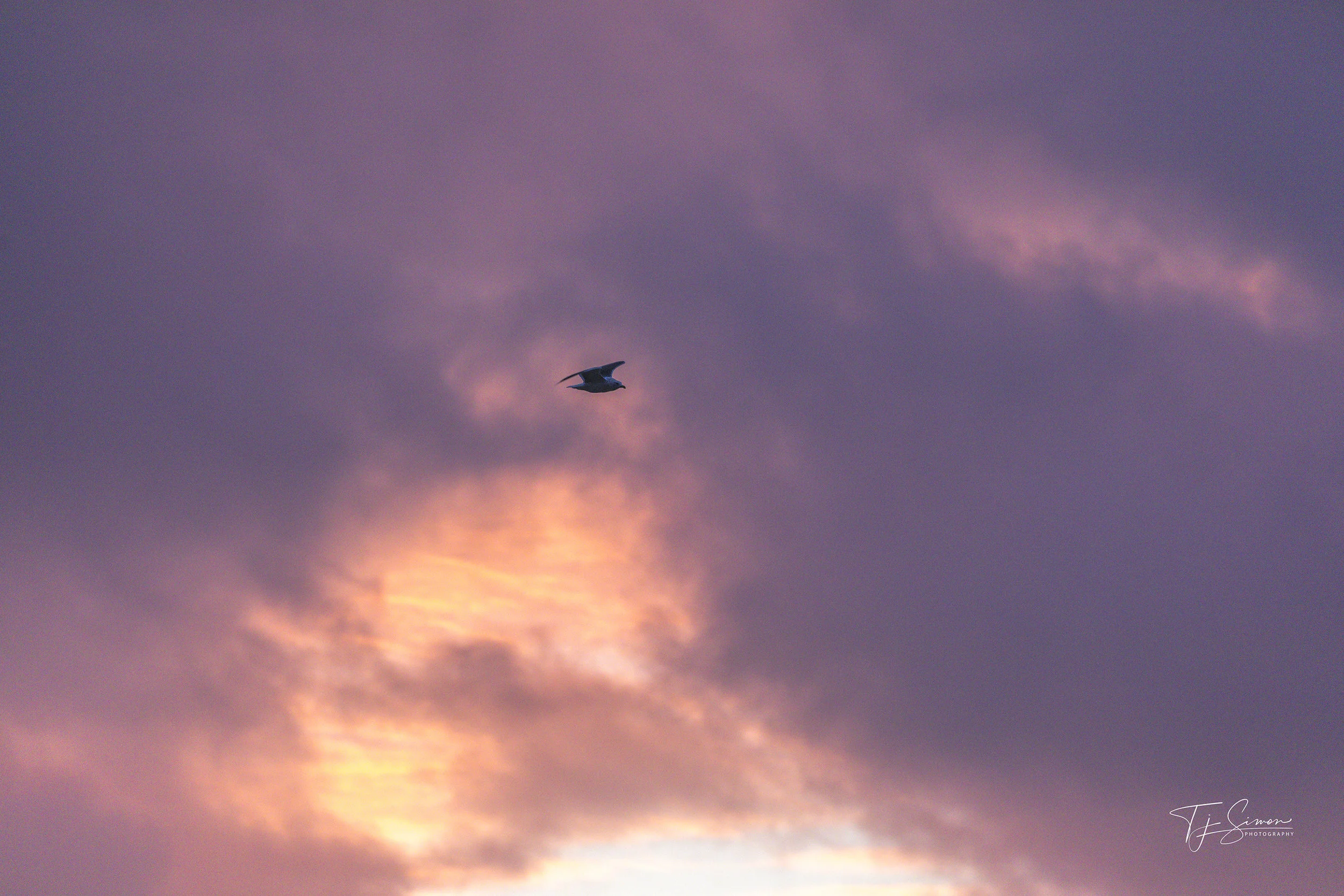 IMG_8104 copy.jpg