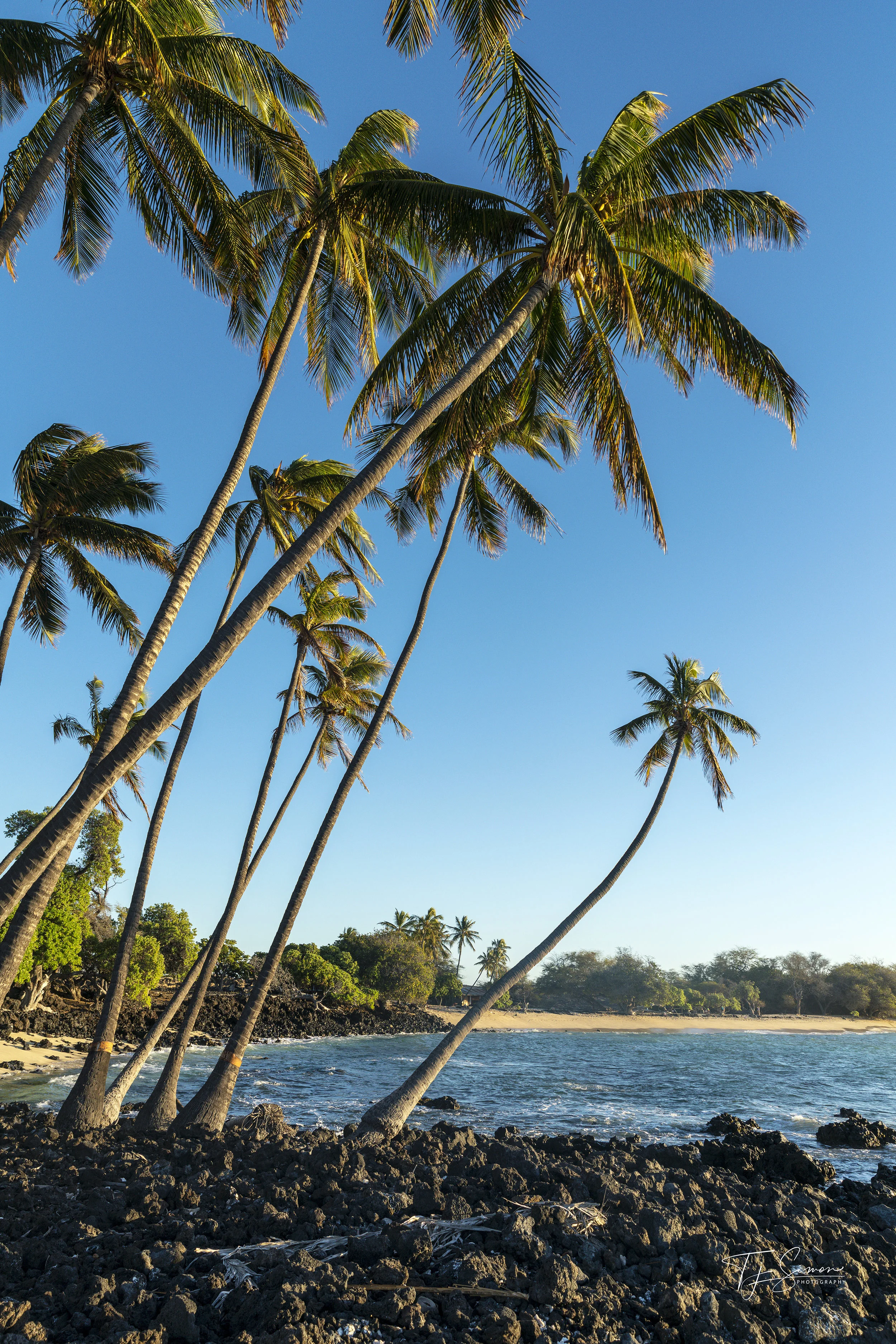 Tropical Paradise 