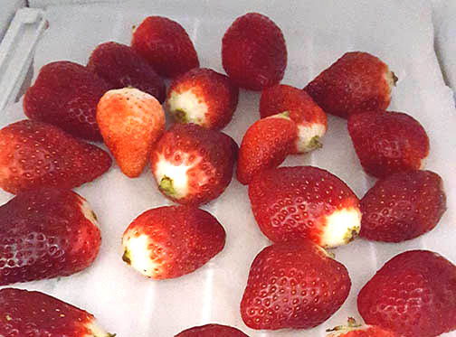 Freeze berries on open flat surface and then transfer to a container or bag