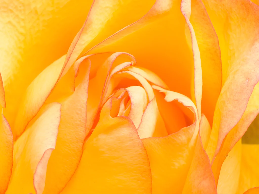 REVIEW and COMPARISON : Hasselblad H5D-50C and H4D-40