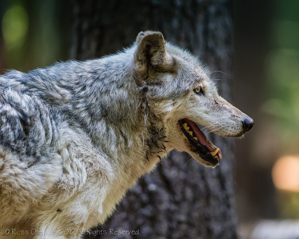Wolf-1