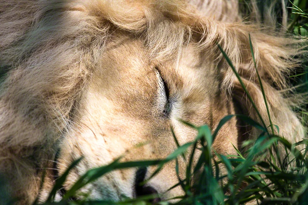 Supporting Those Who Support the Critters - Jungle Cat World