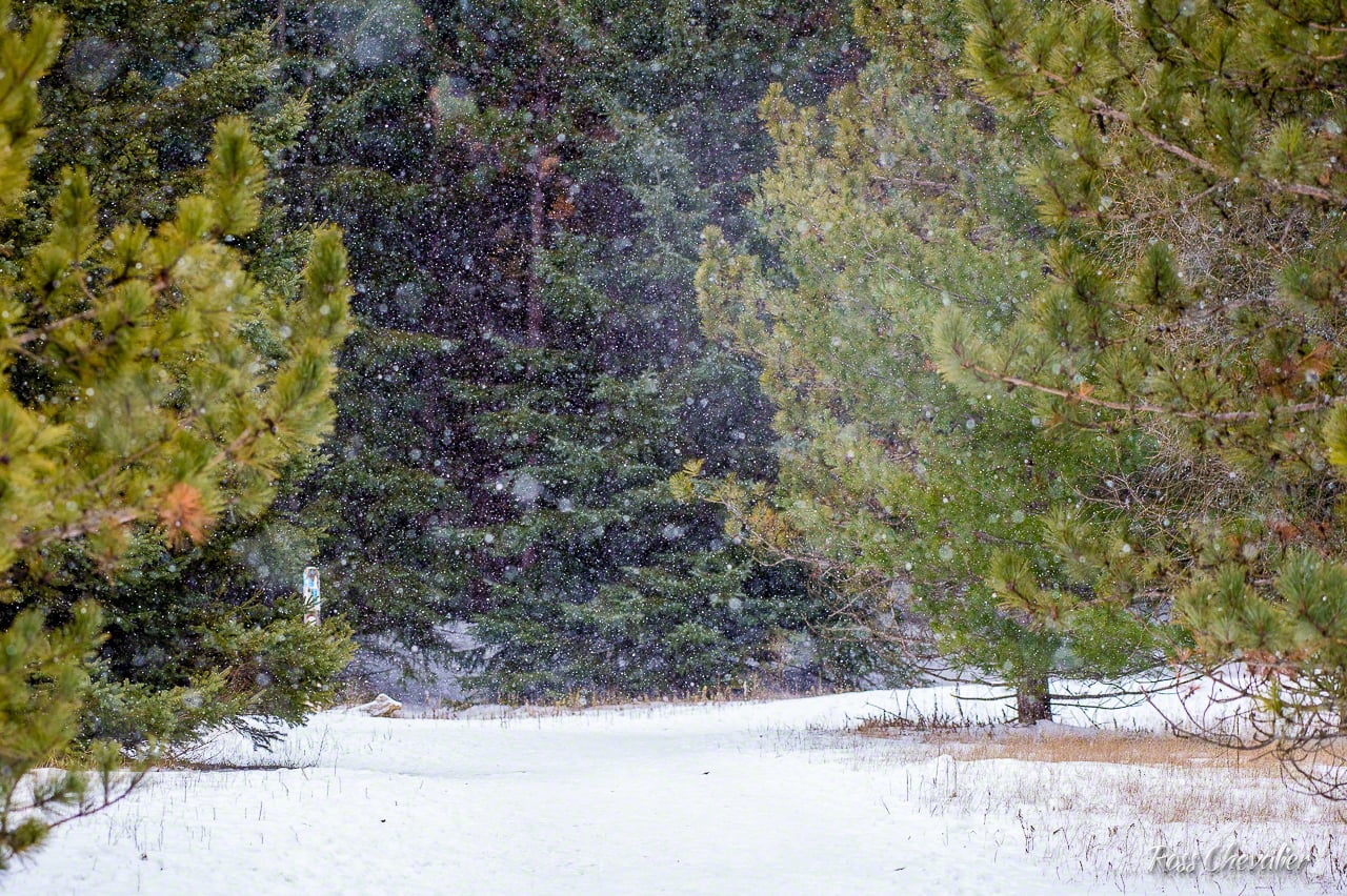 Looking north, trail post on the left. 1/320 f/5.6 ISO 400 at 200mm