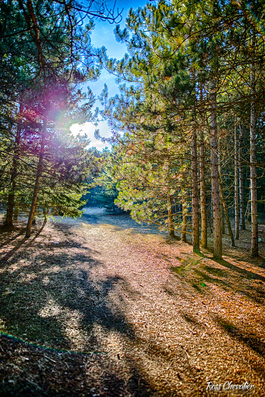 Sigma 24/1.4 on Canon 1Dx at f/1.4 and ISO 100