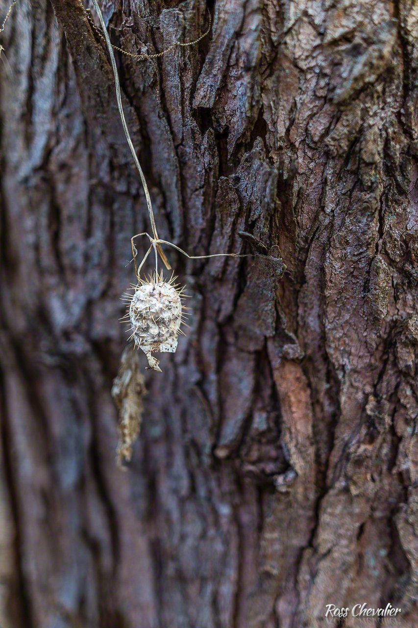 At minimum focus distance of 9.8 inches and maximum opening of f/1.4, the depth of field is very shallow and works to deliver nice separation of the little spiny ball from the tree behind it.