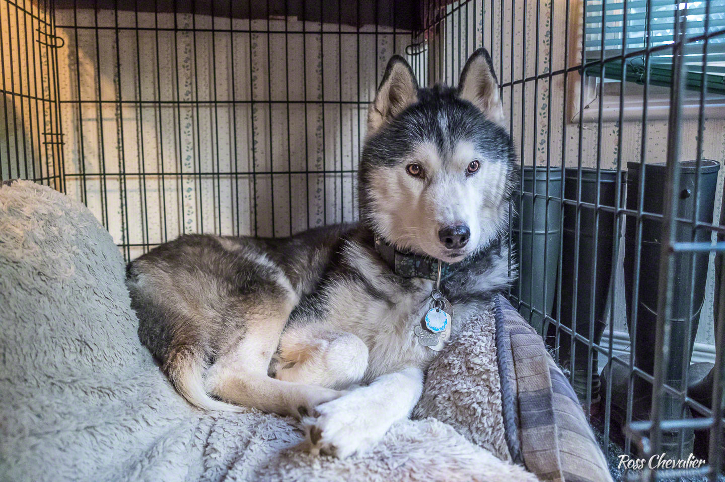 Kodi in his bed