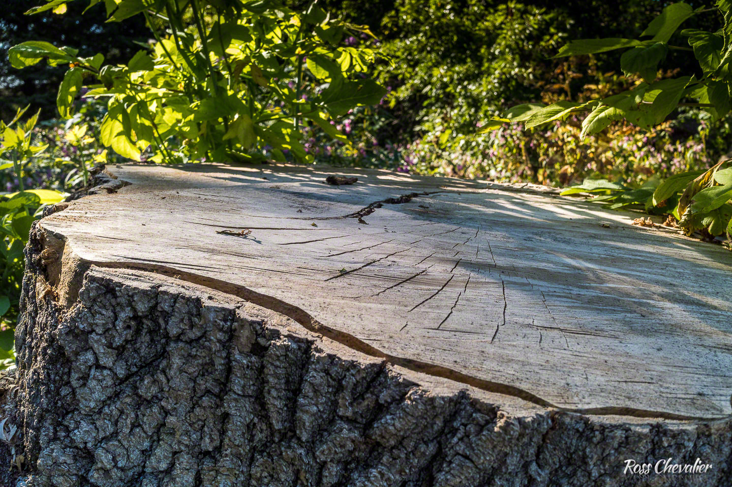 Stump Grain