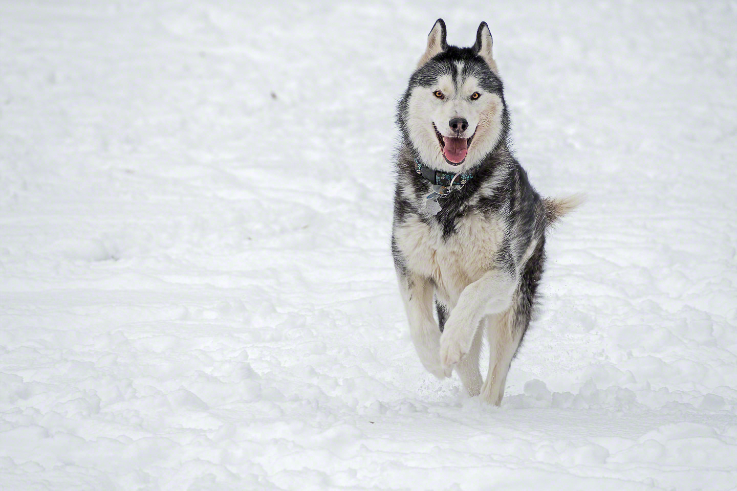 More Snow, More Fun