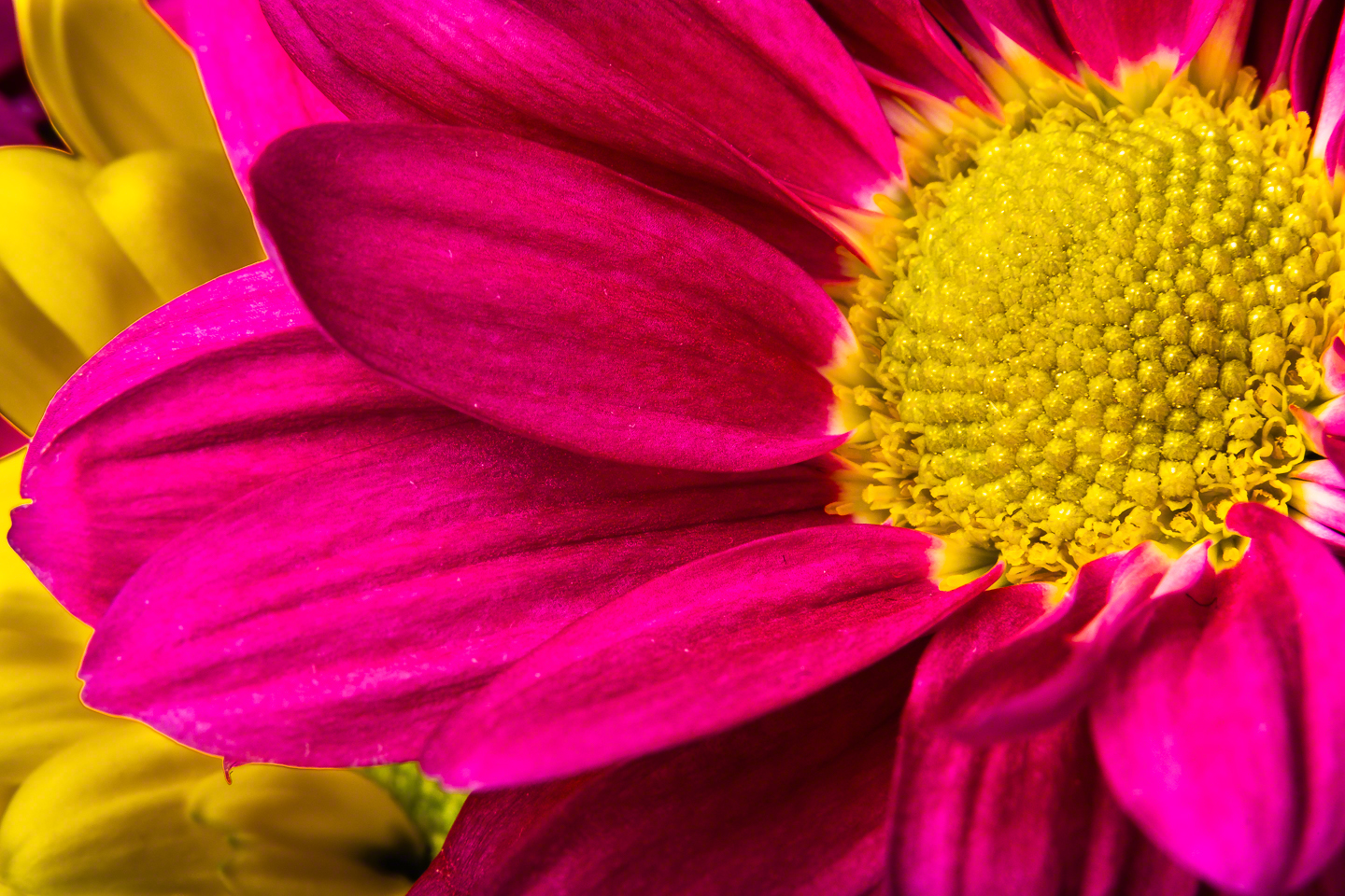 Pollen