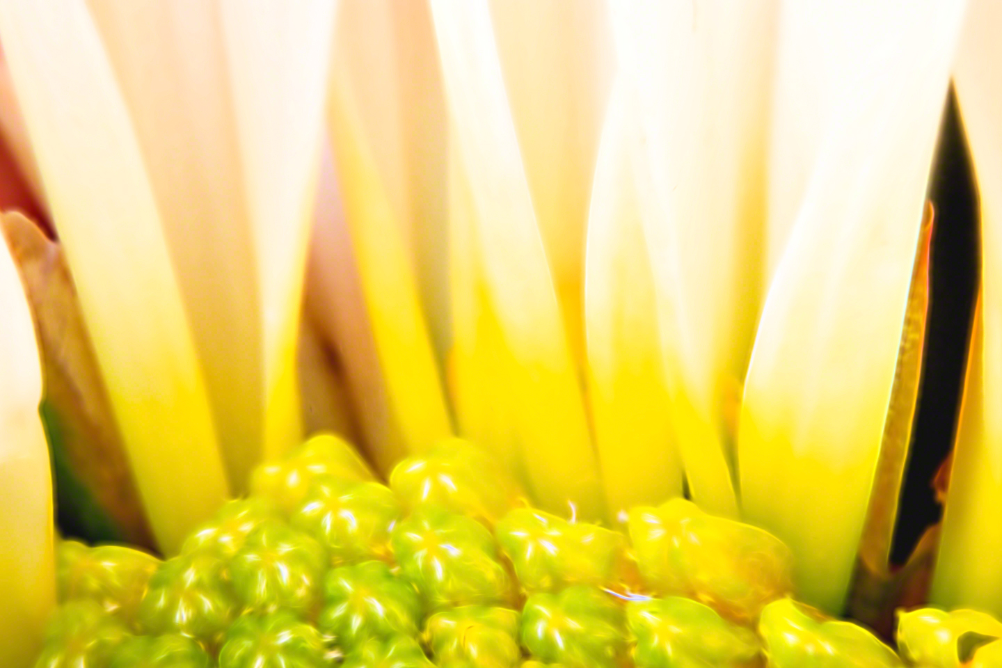 Daisy Glow