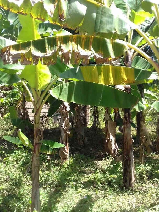 The land Deba donated to build a new church