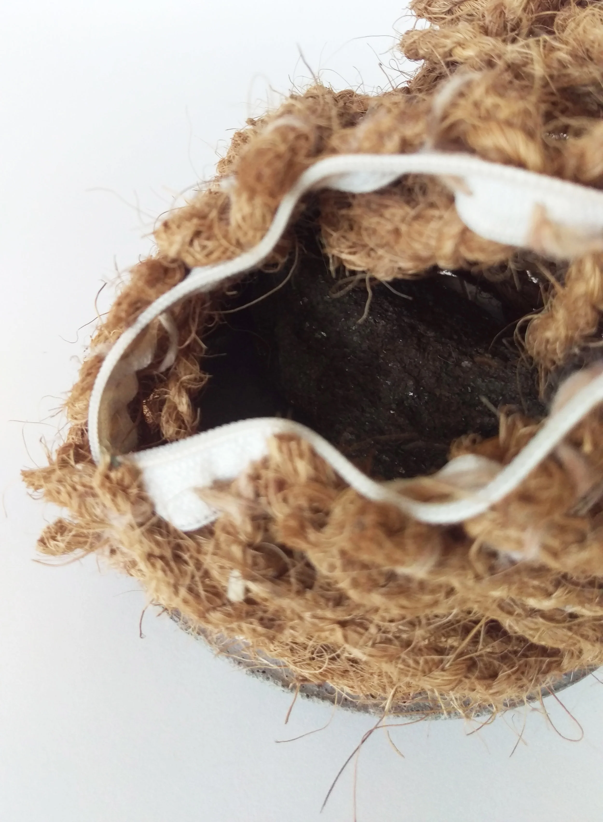 coconut3.jpg