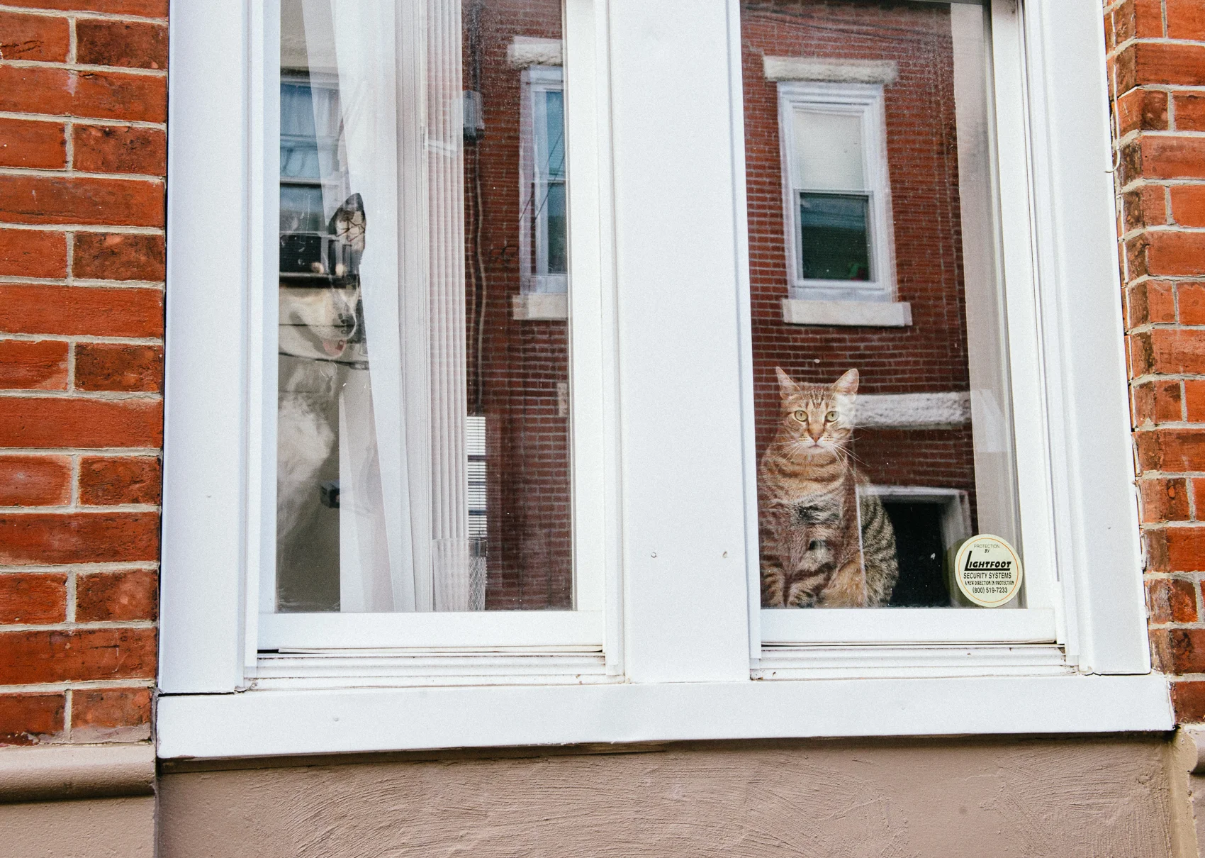 When pet owners leave to go get married.