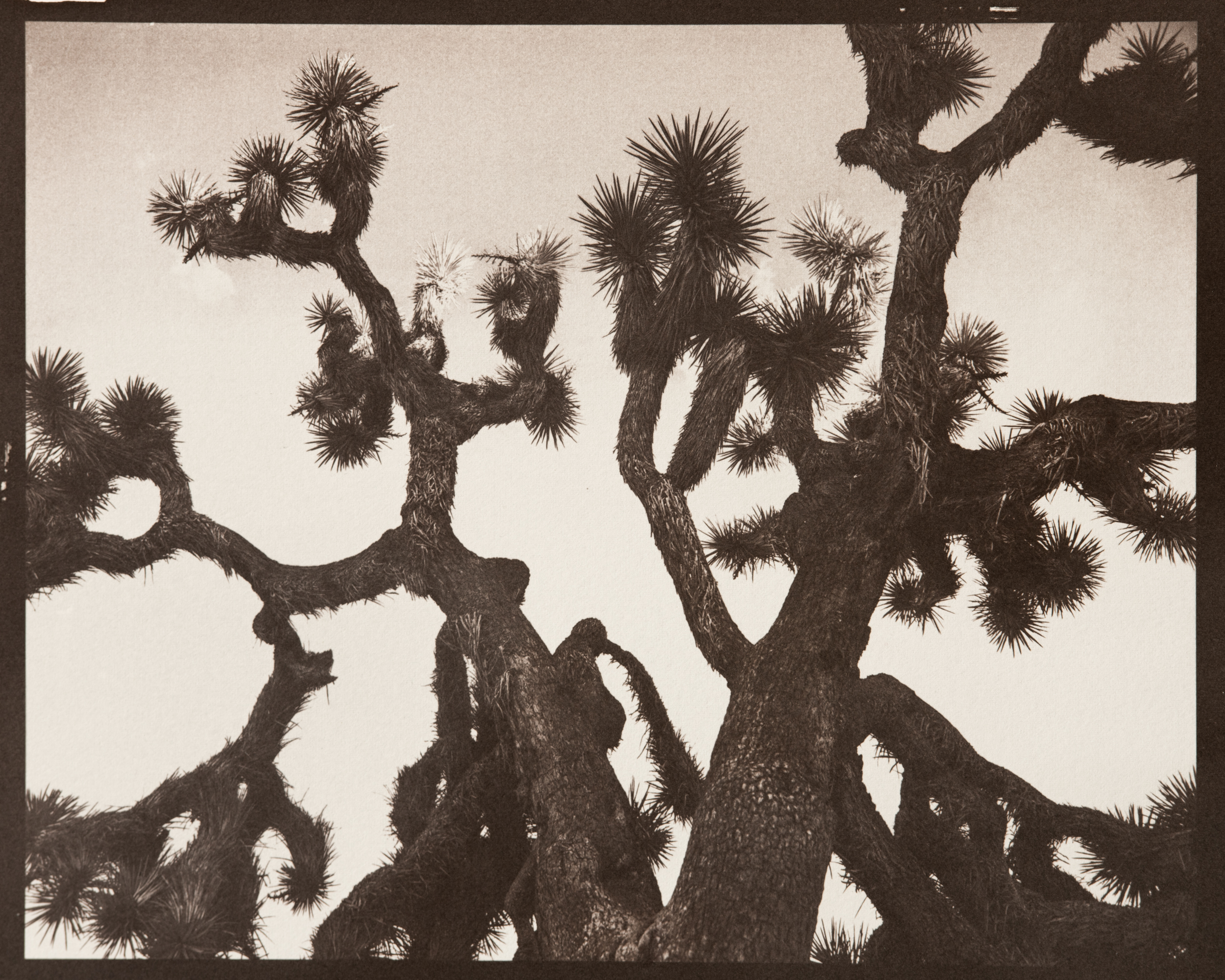 Joshua Tree