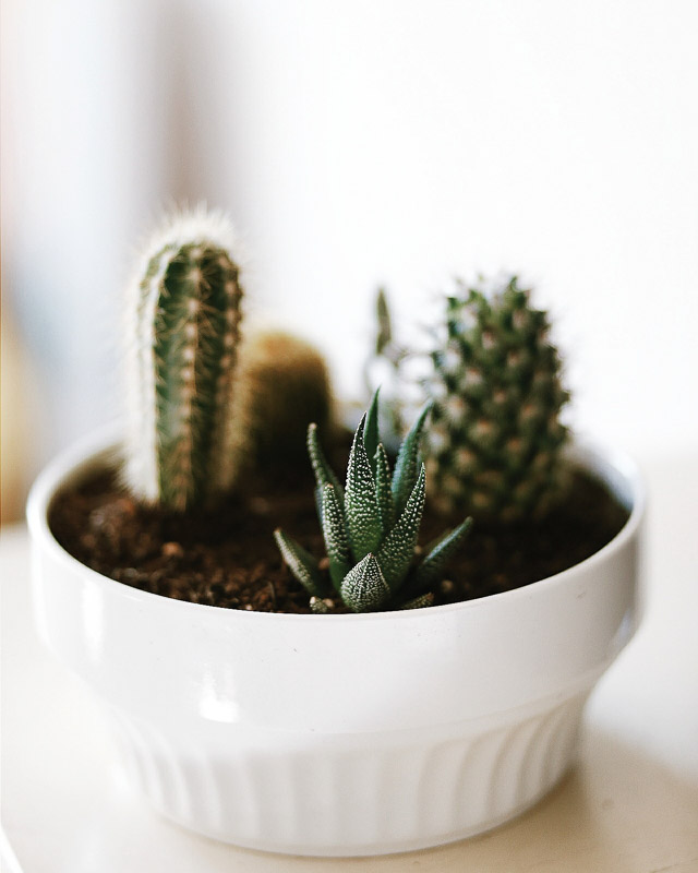 Jodianne Beckford Photography