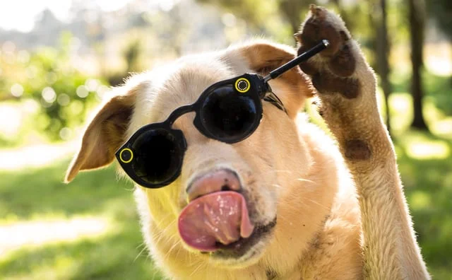 @ReggieDoesSnaps for DogZen