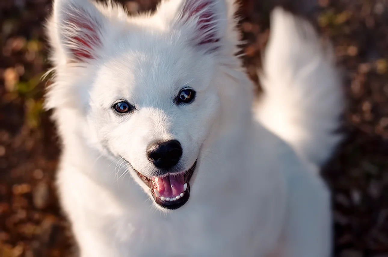 pup.jpg