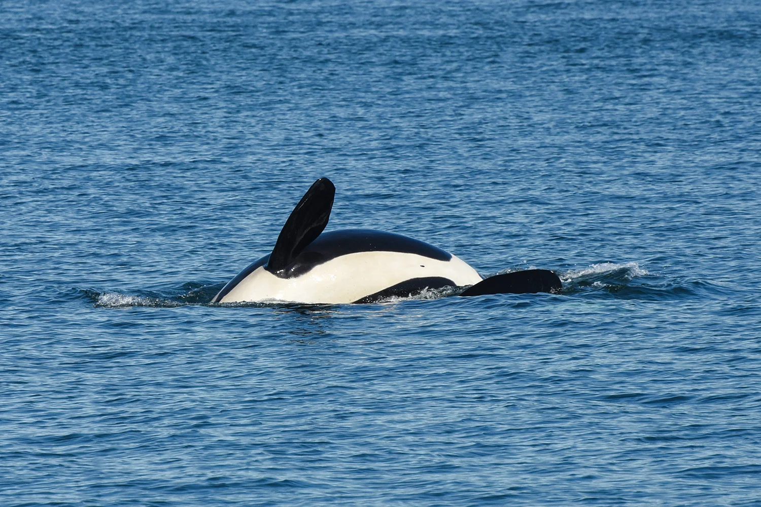 J Pod, Wild Orcas