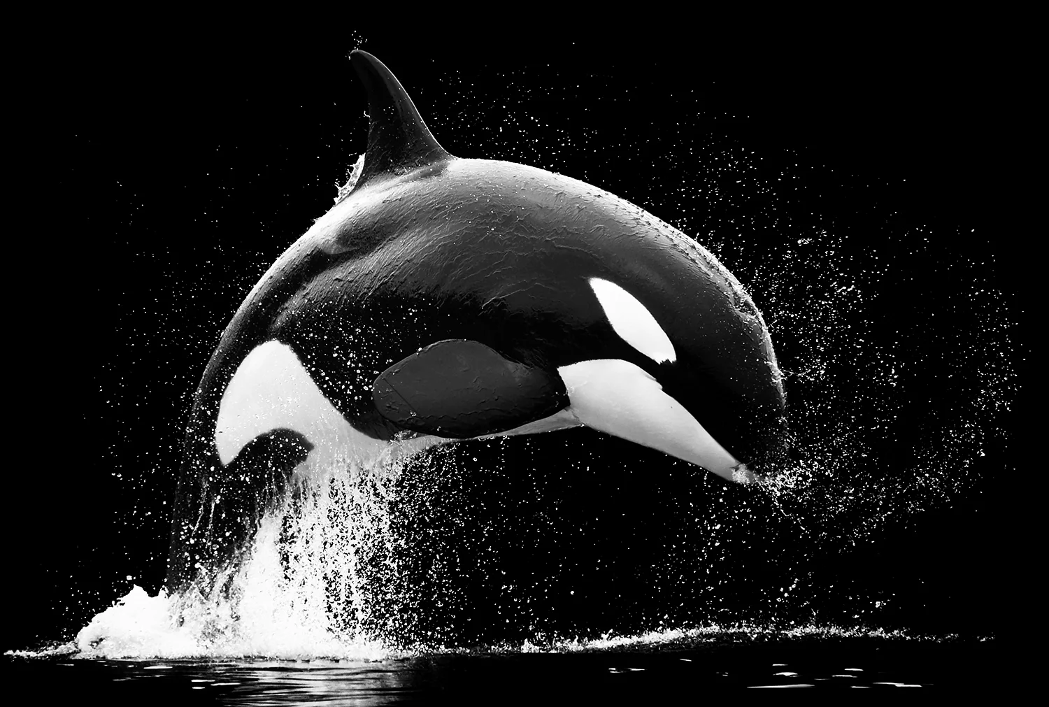 IKAIKA, MALE KILLER WHALE