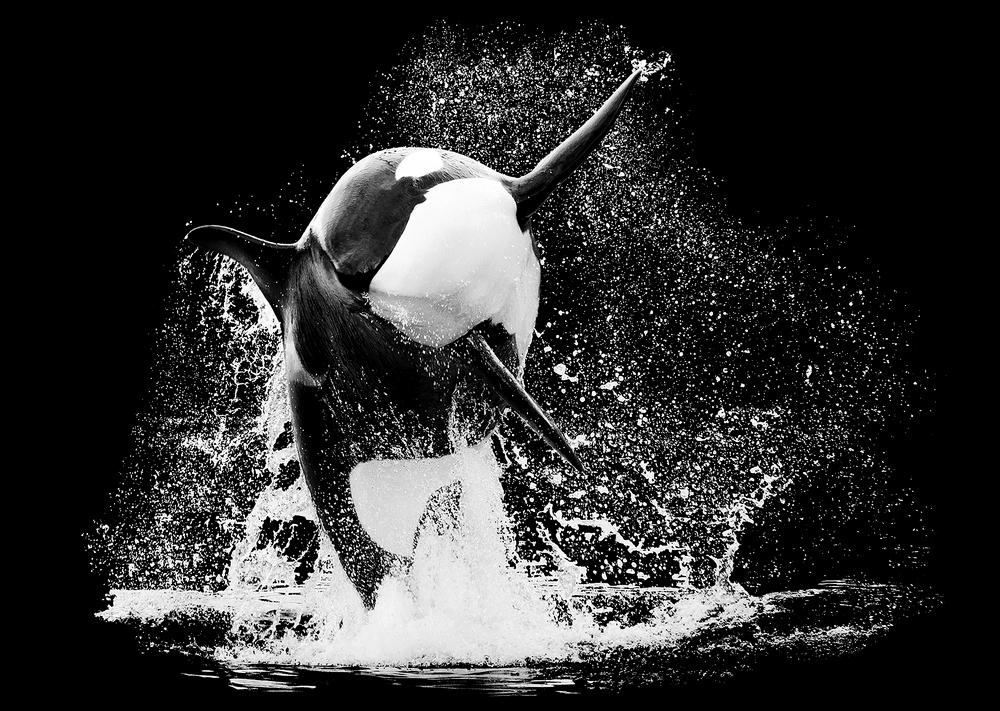 IKAIKA, MALE KILLER WHALE