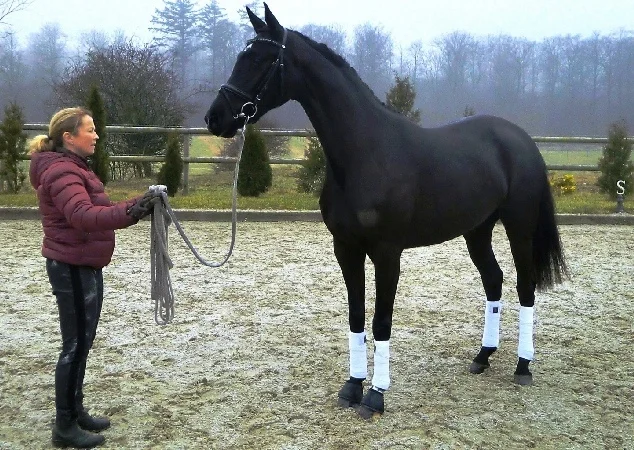 South-West Harmony&nbsp;by Charmeur / De Niro – Passed Oldenburg mare election successfully in 2015. Awaiting its foal in March 2016, before she will be broken-in and start a riding career.. (photo credit Laisbo Hors’es)